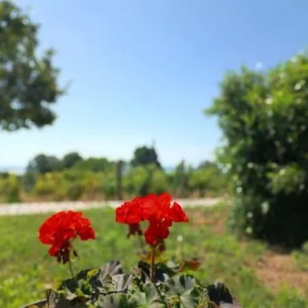 Lejlighed Panoramahaz Lovason